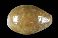 藏品(紫花寶螺)的圖片